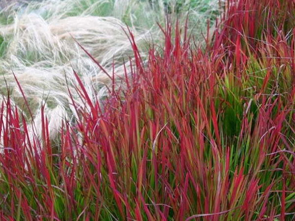Imperata ritininė ,Red Baron' (lot. Imperata cylindrica) Imperata ritininė ,Red Baron' (lot. Imperata cylindrica)